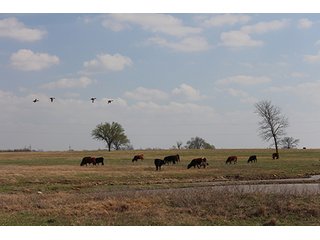 Tract 11 - LAND & MINERAL ACRES OKLAHOMA AUCTION, 588+/- Land & Producing Mineral Acres offered in 24 Tracts in Okmulgee County
